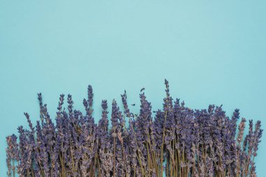 Mavi arka plan görünümünde kurumuş lavanta çiçekleri.
