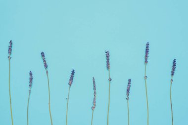 Mavi arka plan görünümünde kurumuş lavanta çiçekleri.