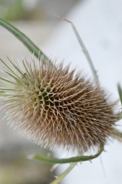 kurutulmuş dikenli bitki