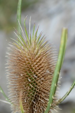 kurutulmuş dikenli bitki