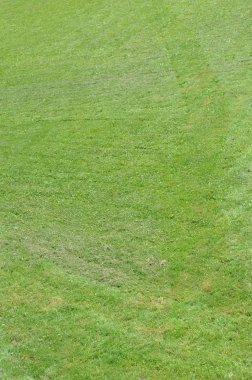 Yeşil taze çayır çimen