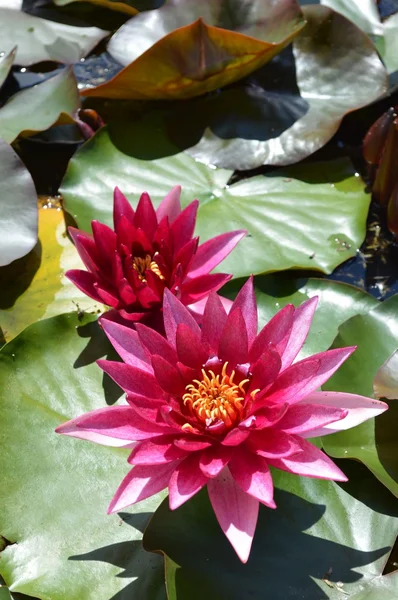 Flores de lótus — Fotografia de Stock