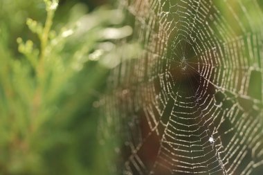 Yeşilliğe karşı yakın çekim ağı. Güneş ışığı ve ağın yuvarlak şekli. Kontrışık.