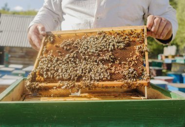 Arı yetiştiricisi bal, bal ve arılardan oluşan bir çerçeve tutuyor. Arıcılığa yakın çekim. Arıların yaşamı için ekosistem ve destek.