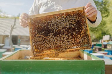Arı yetiştiricisi bal, bal ve arılardan oluşan bir çerçeve tutuyor. Arıcılığa yakın çekim. Arıların yaşamı için ekosistem ve destek.