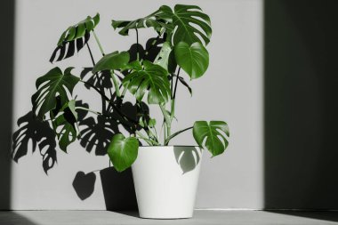 Duvara yaslanmış büyük beyaz bir çömlekte güneş tarafından aydınlatılmış dev bir çiçek..