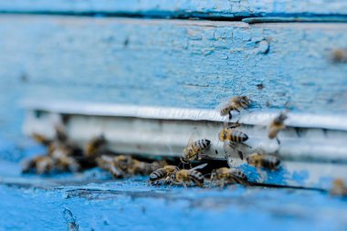 Kovan çerçevesinde çalışan ve bal üreten arılara yakın çekim. Bir sürü arı..