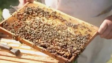 Balmumu çerçeveleri bal ve arılarla yakın plan. Arı yetiştiricisi onun işinde çalışıyor. Sağlıklı bir ürün. Duman arıları sakinleştirmek için duman çıkarır. Balı görmek için bal çerçeveli arıları sallıyor.