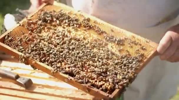 Крупный план воска с пчелами и медом. Пчеловод работает в своем бизнесе. здоровый продукт. Дым дыма создает дым, чтобы успокоить колонию пчел. Трясущиеся пчелы с медовыми рамами для просмотра меда. — стоковое видео