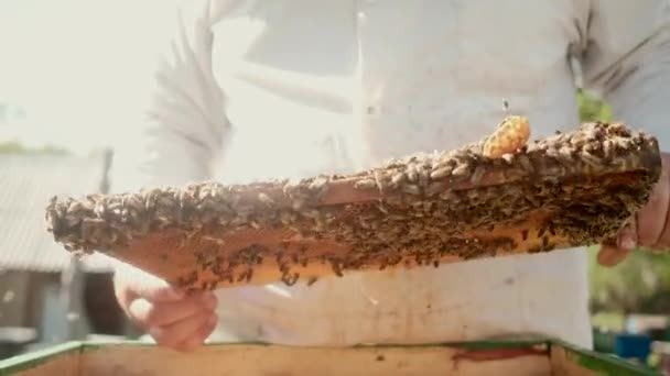 Närbild av vaxramar med bin och honung. Biodlaren arbetar i sin bransch. en hälsosam produkt. Rökrök skapar rök för att lugna bikolonierna. biodlaren kontrollerar binas arbete. — Stockvideo