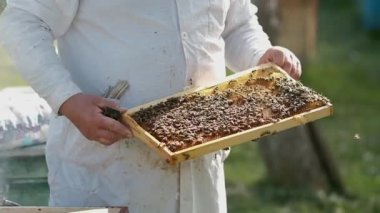 Balmumu çerçeveli arılar ve bal. Arı yetiştiricisi onun işinde çalışıyor. Sağlıklı ürün. Duman arıları sakinleştirmek için duman çıkarır. Arı yetiştiricisi arıların işini kontrol eder.. 