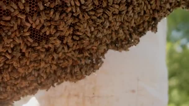 Um quadro de close-up com abelhas. Muitas abelhas trabalham duro e criam mel. Apicultura para empresas. — Vídeo de Stock