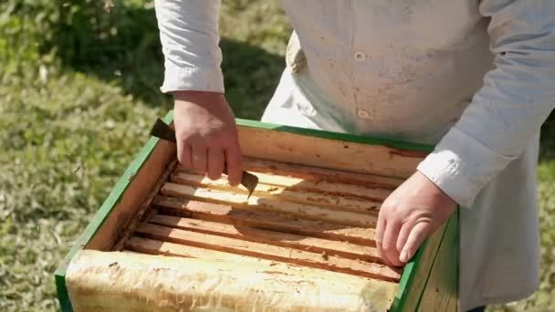 Närbild av vaxramar med bin och honung. Biodlaren arbetar i sin bransch. en hälsosam produkt. Rökrök skapar rök för att lugna bikolonierna. biodlaren kontrollerar binas arbete. — Stockvideo