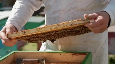 Balmumu çerçeveleri bal ve arılarla yakın plan. Arı yetiştiricisi onun işinde çalışıyor. Sağlıklı bir ürün. Duman arıları sakinleştirmek için duman çıkarır. Arı yetiştiricisi arıların işini kontrol eder.. 
