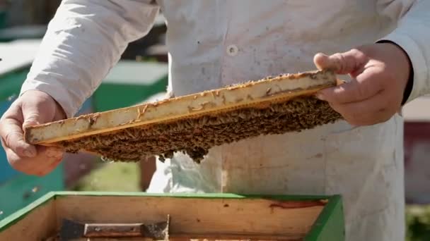 Balmumu çerçeveleri bal ve arılarla yakın plan. Arı yetiştiricisi onun işinde çalışıyor. Sağlıklı bir ürün. Duman arıları sakinleştirmek için duman çıkarır. Arı yetiştiricisi arıların işini kontrol eder.. — Stok video