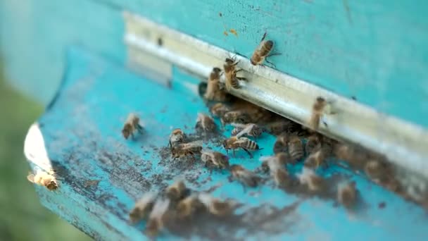 Ul pszczół. Zbliżenie do zbioru pszczół. Pszczoły wlatują do ula i wylatują z niego przynosząc pyłek kwiatów. Temat pszczelarstwa oraz zdrowej żywności i żywności. — Wideo stockowe