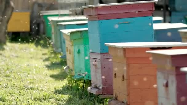 Apiary doğada. Bal yaratmak için çok sayıda arı çalışıyor. Sırayla kovanlar ve arılarla dolu kutular. Arıların evi. Nesli tükenen türlerin bakımı ve bakımı. — Stok video