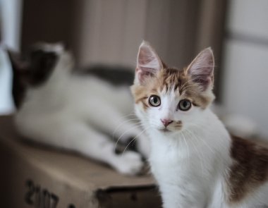 Bkz: Dünya kedi, sevimli görüntü