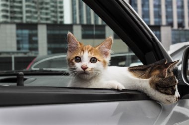 Banyo sonra sevimli sokak kedisi