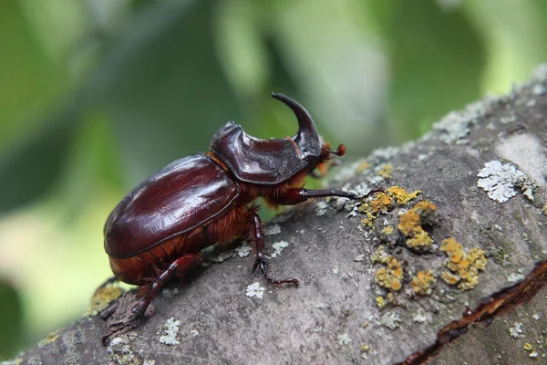 Rhinoceros beetle — Stock Photo, Image