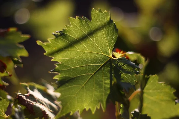 yeşil üzüm yaprakları