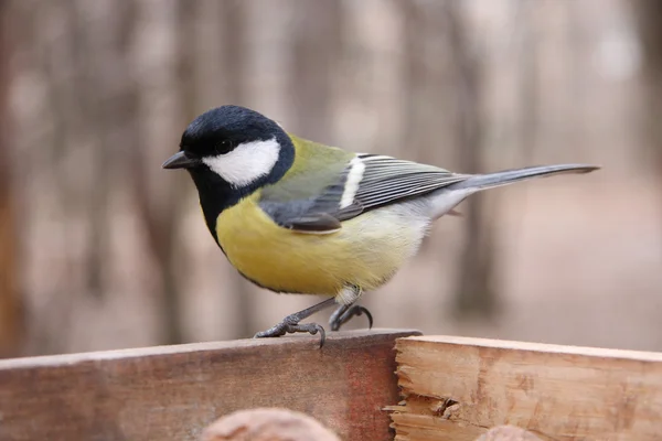 Koolmees in birdfeeder — Stockfoto