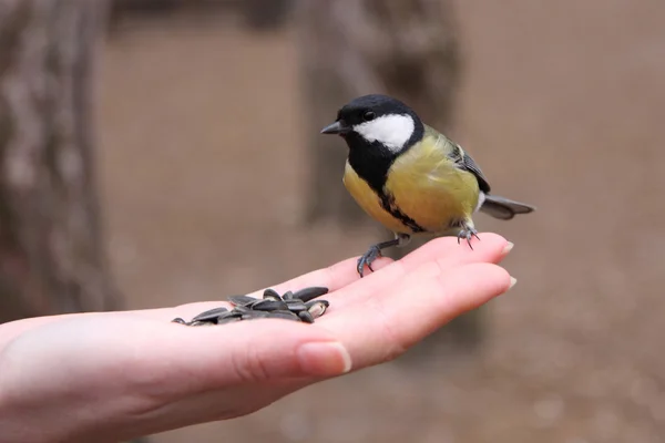 Büyük baştankara besleme