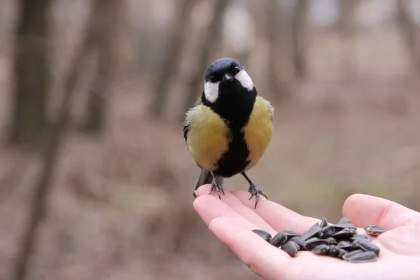 Büyük baştankara besleme