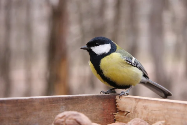 Büyük baştankara birdfeeder