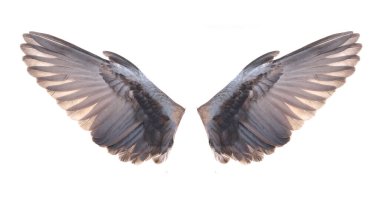 Yayılan beyaz çam ağacında