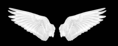 Siyah arkaplanda kuşun beyaz kanatları