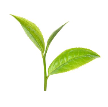 Beyaz arkaplanda yeşil çay yaprağı izole