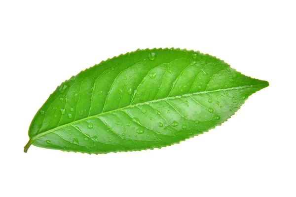 Hojas Verde Fresco Con Gotas Agua Aisladas Sobre Fondo Blanco —  Fotos de Stock