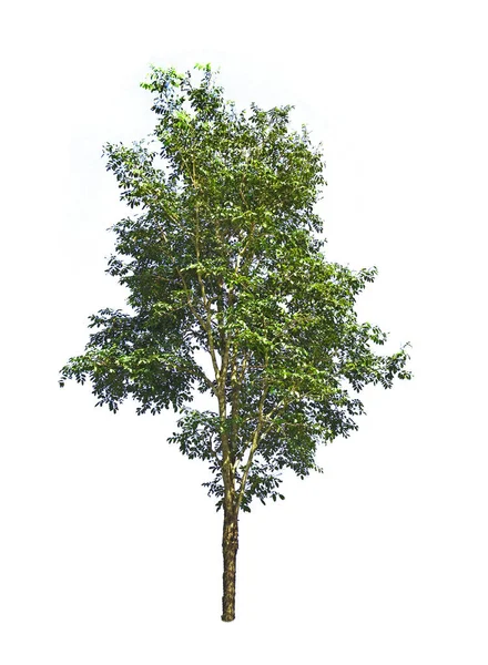 Pohon Yang Terisolasi Pada Latar Belakang Putih Stok Foto Bebas Royalti