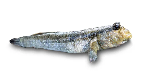 Mudskipper Amphibienfische Auf Weißem Hintergrund — Stockfoto