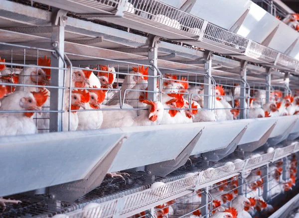 Fehér csirkék vörös fésűkagylóval a baromfitartó gazdaságban, háttér, ipar. — Stock Fotó
