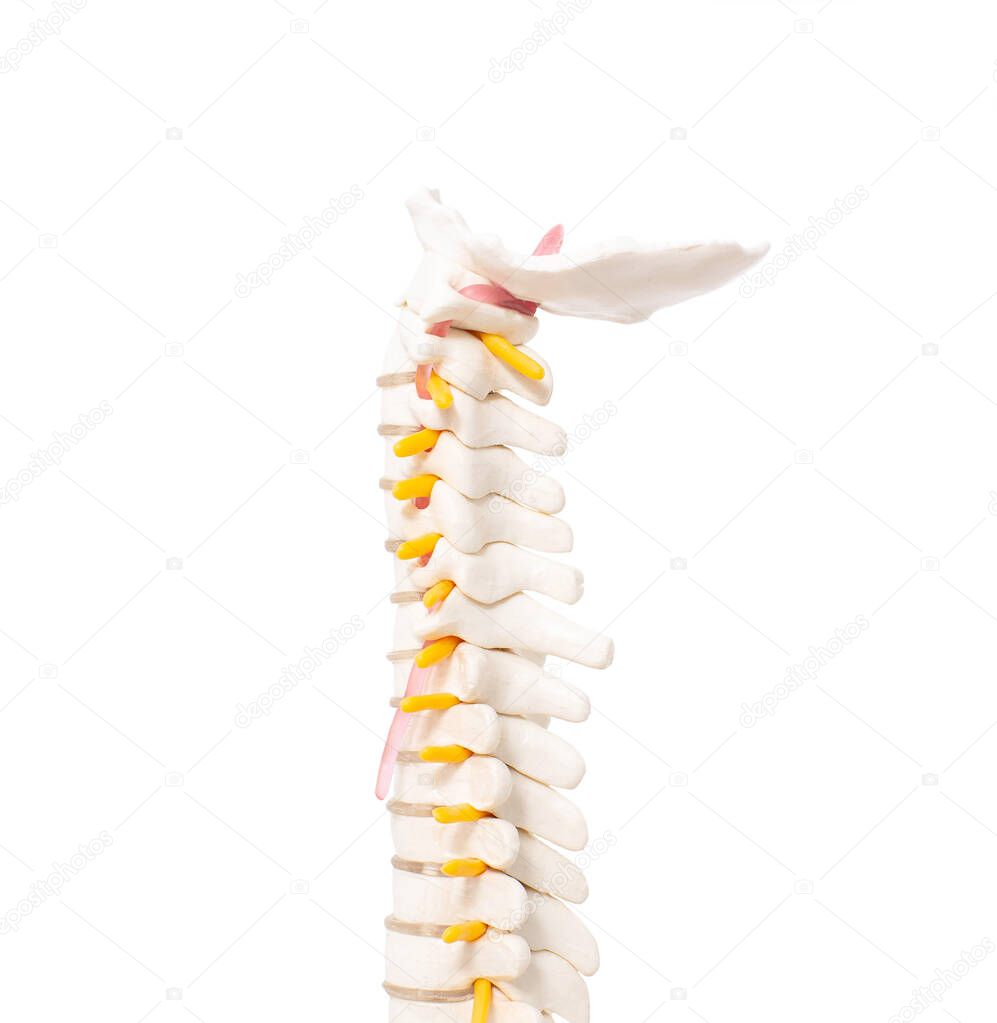 cervical and thoracic spine on a white background, isolate. Osteochondrosis and degenerative changes in the spine, microspondylia