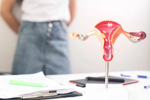 A model of the female reproductive system in the background is a girl in a doctor s office with irregular periods. The concept of problems for women with a period of menstruation, oligomenorrhea — Stock Photo, Image