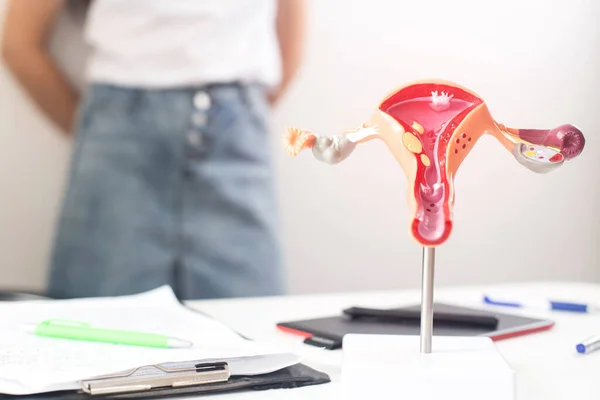 Arka plandaki dişi üreme sisteminin bir modeli düzensiz adet gören bir doktorun muayenehanesindeki bir kız. Adet gören kadınlar için problem kavramı, oligomenorropi.