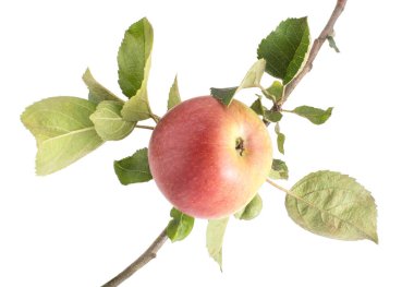 Yapraklı elma dalı ve beyaz arka planda olgun sulu elma. Kırmızı yeşil elma, soyutlama, asma