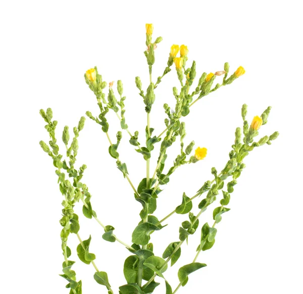 Batang Hijau Selada Dengan Bunga Kuning Pada Latar Belakang Putih — Stok Foto