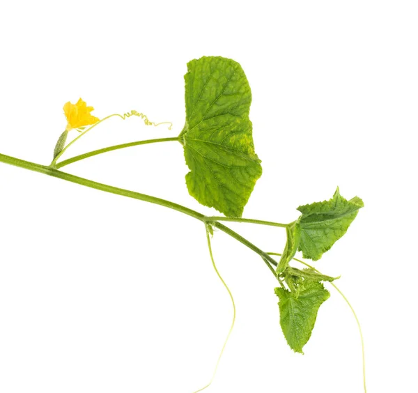 Treccia Cetriolo Con Fiore Arancio Foglie Verdi Sfondo Bianco Isolare — Foto Stock