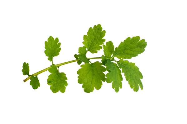 Bladeren Afdeling Van Geneeskrachtige Plant Celandine Witte Back Knarste Isoleren — Stockfoto