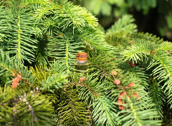 Small Bottle Pine Oil Stands Dense Branches Pine Background Concept — Stock fotografie