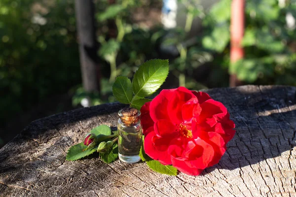 Red rose flower with a bottle in which perfume from red rose essential oil on a wooden background. The concept of aromatherapy and natural perfumes, relaxation