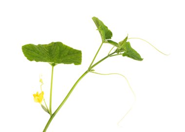 Beyaz arka planda turuncu çiçekli salatalık örgüsü ve yeşil yapraklar, izole,