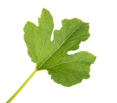 Beyaz arka planda yeşil kabak yaprağı, izole. Bahçıvanlık