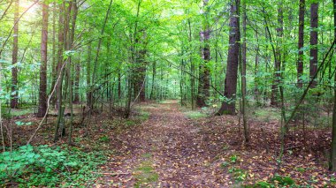 Yoğun bir yaz ormanında, arka planda, fazla gelişmiş orman yolu. Çalılık, doğa, atmosfer