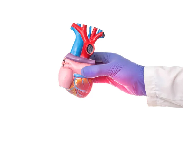 Mano Médico Cardiólogo Sostiene Una Maqueta Corazón Humano Sobre Fondo — Foto de Stock