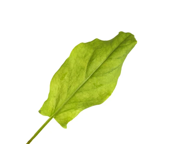 Foglia Acetosa Verde Fondo Bianco Isolata Primo Piano Ortaggi — Foto Stock